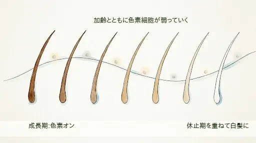 毛のサイクルと白髪——加齢で色素細胞が弱っていく流れ 髪の色が左から右へ時間とともに濃い色から白へグラデーションで変わっていく毛周期の図。色素細胞の光る粒が交互に点灯・消灯する様子を添えている