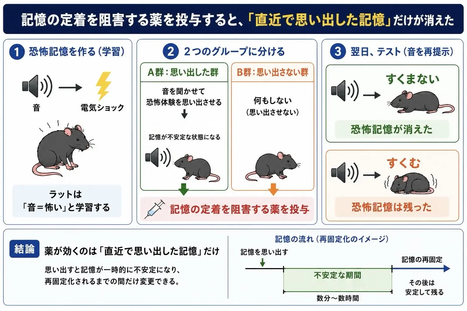記憶の定着を阻害する薬を投与すると、直近で思い出した記憶だけが消えた ナダーのラット恐怖記憶実験を3ステップで示した図解。①音のあとに電気ショックを与え、ラットに「音=怖い」と学習させる。②2群に分け、A群は音を聞かせて恐怖記憶を思い出させ(思い出させると記憶が一時的に不安定になる)、B群は何もしない。どちらの群にも記憶の定着を阻害する薬を投与する。③翌日に音を再提示すると、思い出させたA群はすくまず恐怖記憶が消え、思い出させなかったB群はすくんで恐怖記憶が残った。下部の帯に、思い出してから数分〜数時間の不安定な期間だけ記憶を変更でき、その後は再固定化して安定する流れを示す。