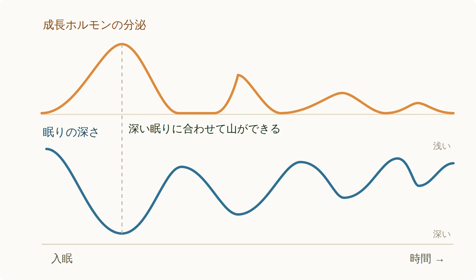 上段が成長ホルモンの分泌、下段が眠りの深さのグラフ。入眠後の最初のいちばん深い眠りに合わせて成長ホルモンが最大の山を作り、その後の眠りでは山がだんだん小さくなることを、縦の点線でそろえて示している。